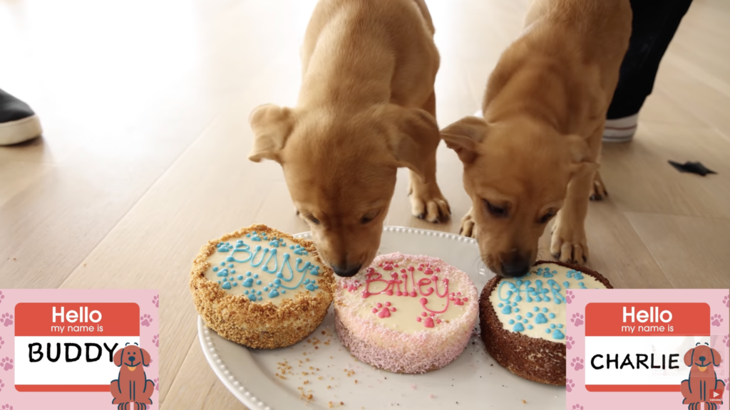 Heartwarming footage of rescue puppies eating cake & playing will melt your heart