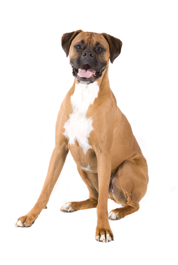 All-Time Best Dog Food Brands for Boxers