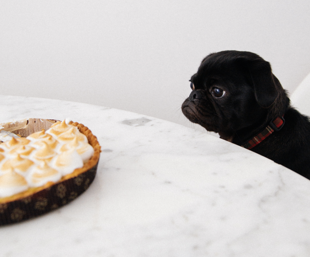 dog looks at a cake