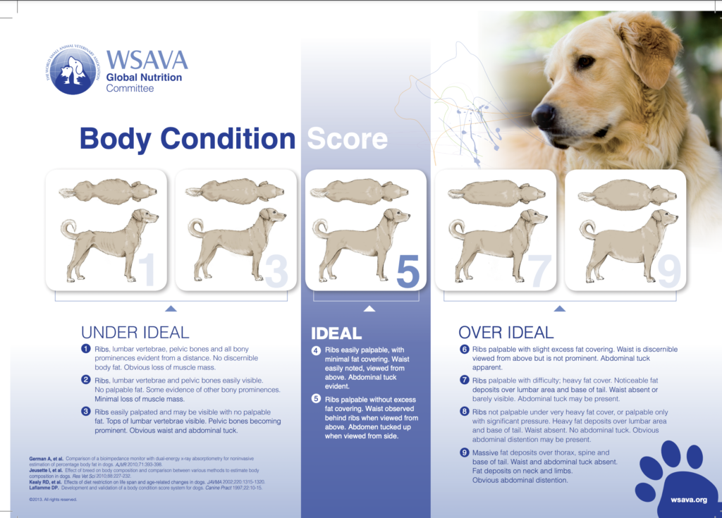 dogs body condition score