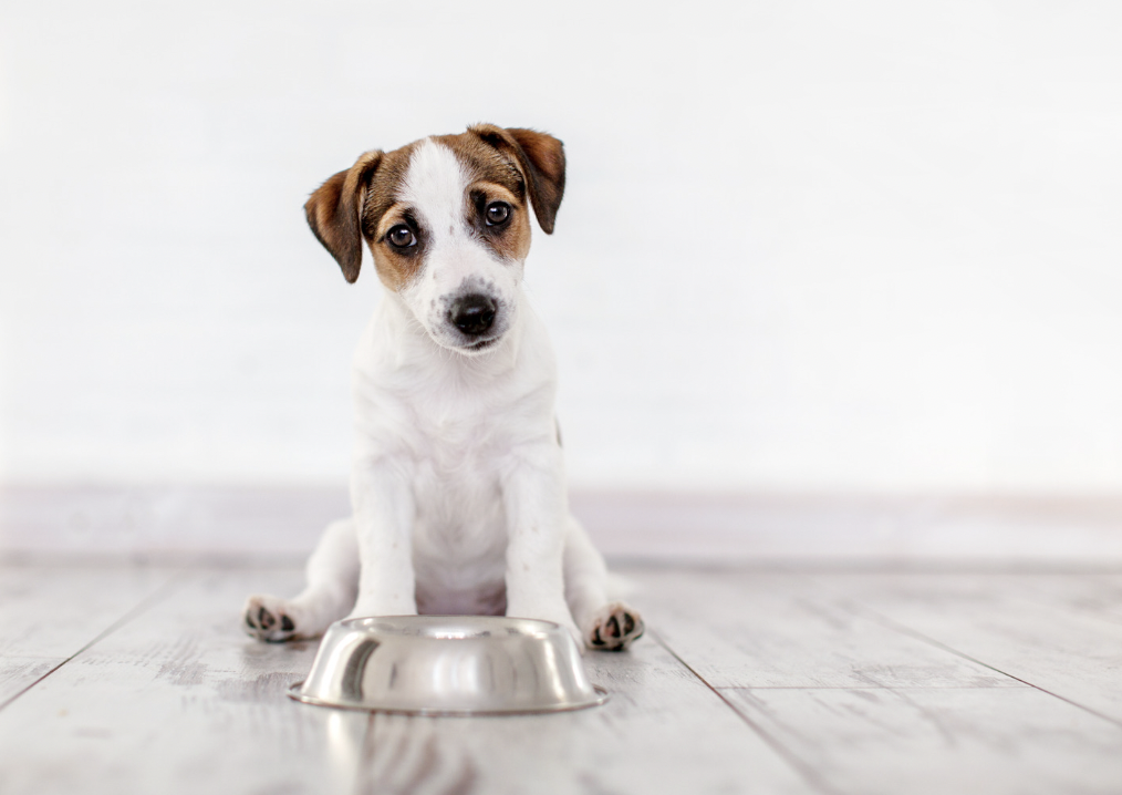 How to Help a Dog Lose Weight
