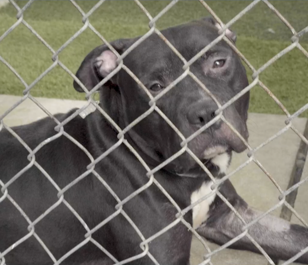 Woman Shamed for Adopting a Pit Bull
