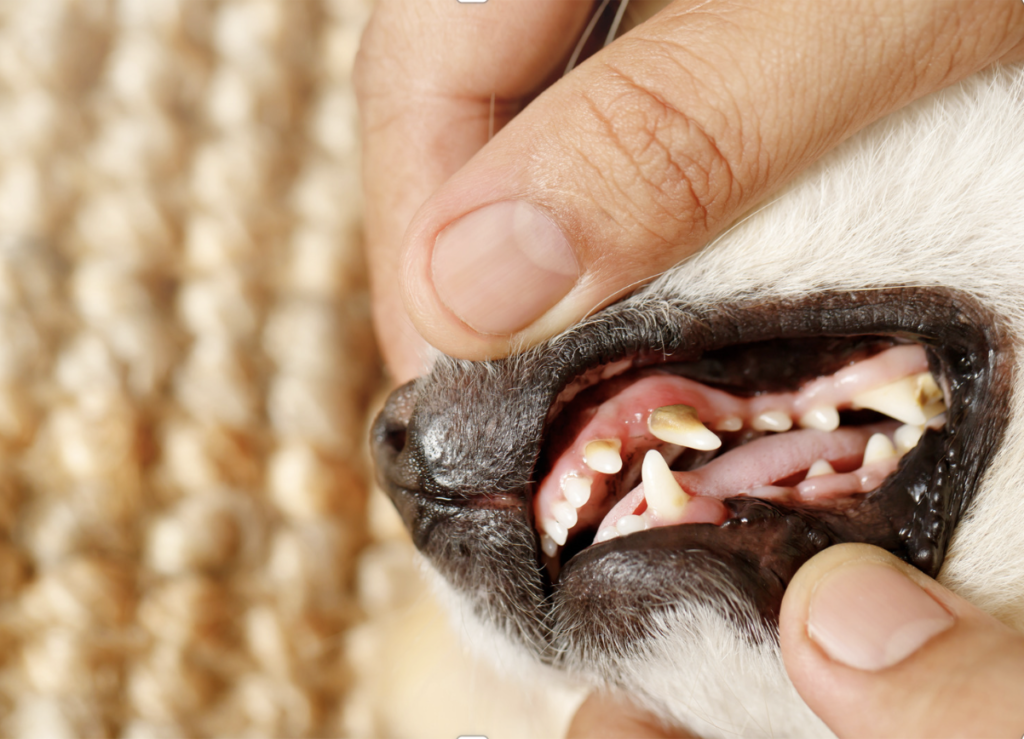 tooth decay in dogs