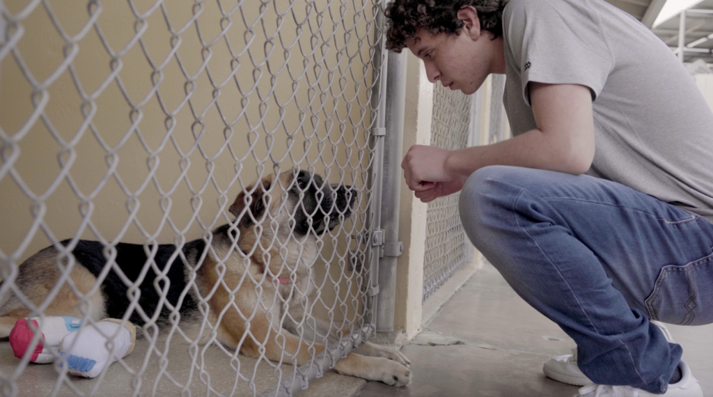 boy learns shelter dogs are as good as pure bred dogs