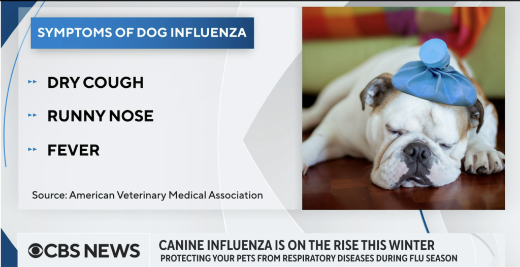 Canine Flu