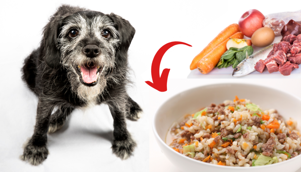 Homemade Dog Food Recipes for Senior Dogs
