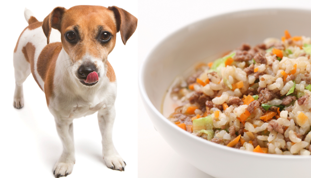 Easy Recipes for Homemade Dog Food