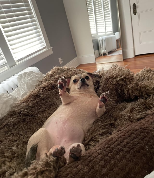 I think Reddit user RotoRager44 captured the Cheek personality pretty well in this photo captioned “She’s 50% Chi, 50% Pekingese, but 100% crazy” Source: r/Chihuahua