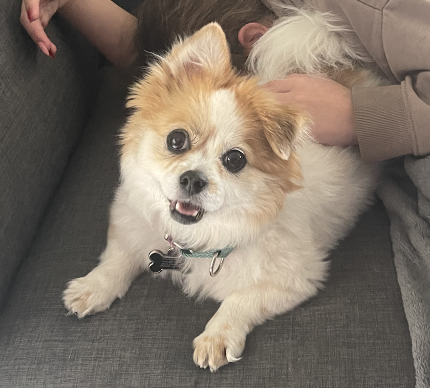 Meet Buttercup. She is half Chi and half Pekingese. Notice she has one ear up and one ear down! She also has a bulging eye which may come from the Pekingese side.