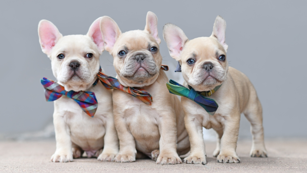 french bulldog is now america's most popular dog