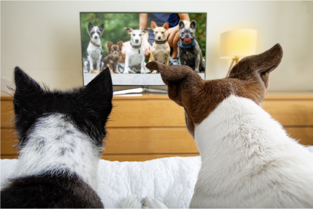 Do Dogs watch TV