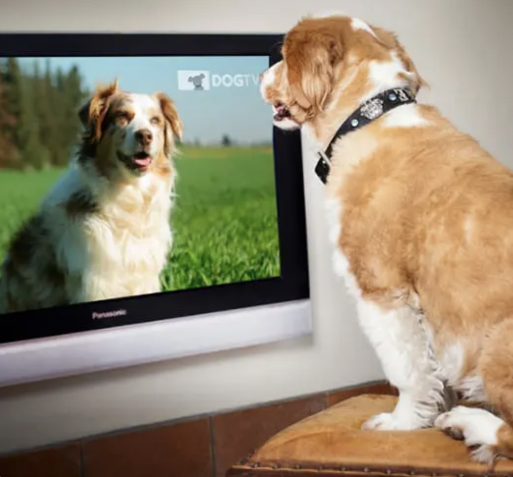 Dog watching TV- can dogs see TV