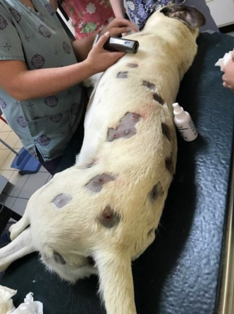 Dog at vet - Dog Owner Noticed Bites On Her Dog But Upon Closer Inspection They Weren't Bites At All