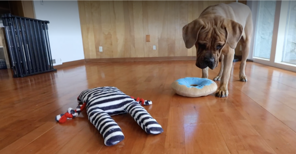 Which toys do dogs like best? Let's put them to the test