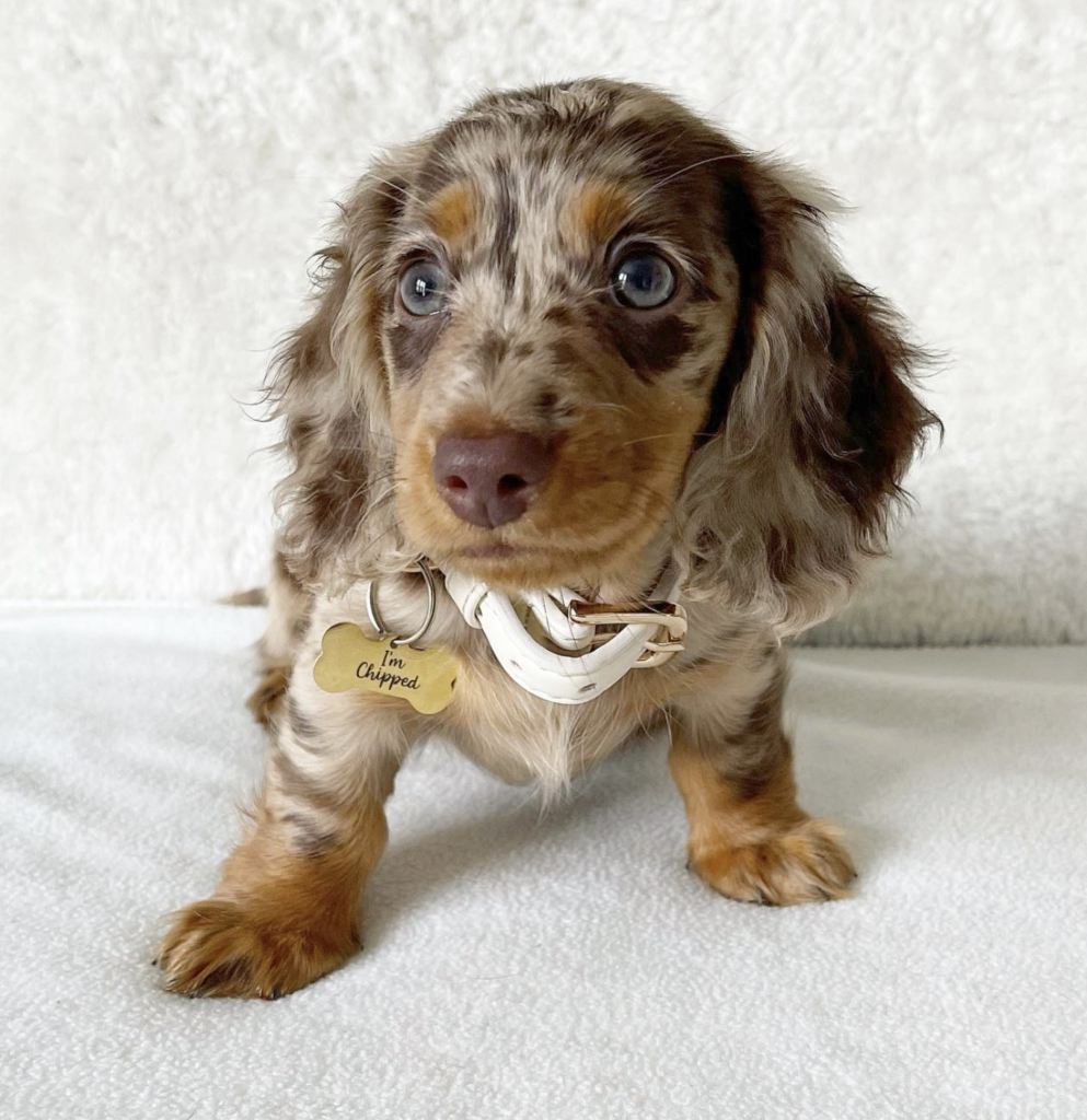 Long haired sale dapple dachshund