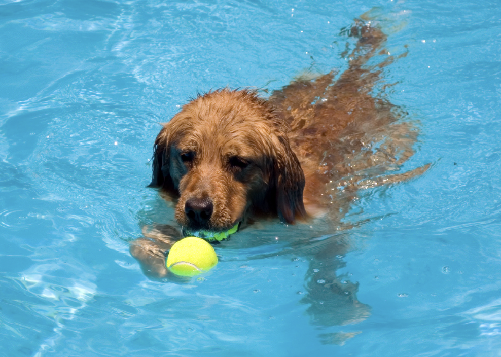 golden retriever at the pool