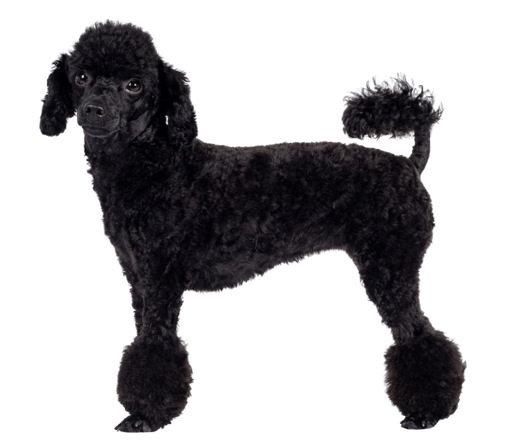 a black poodle