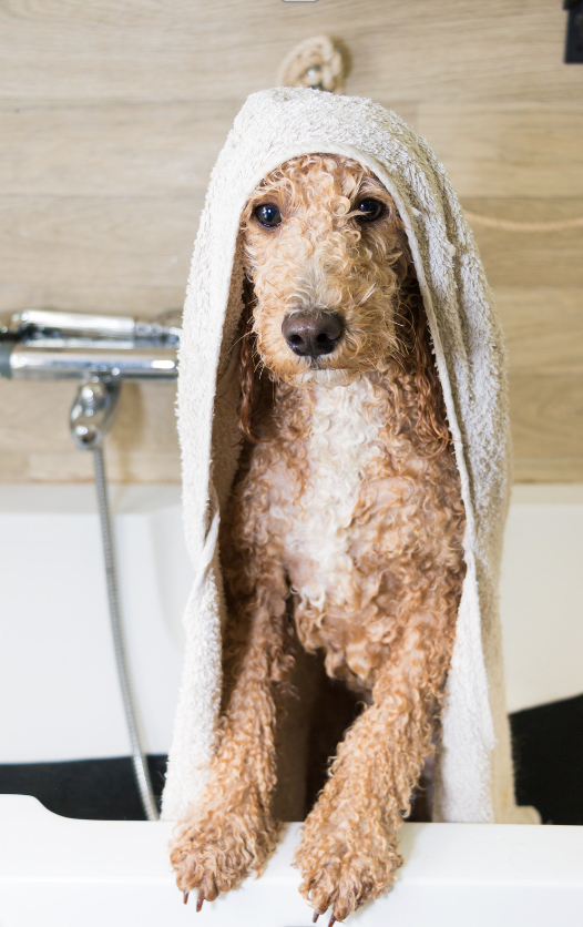 poodle got bath