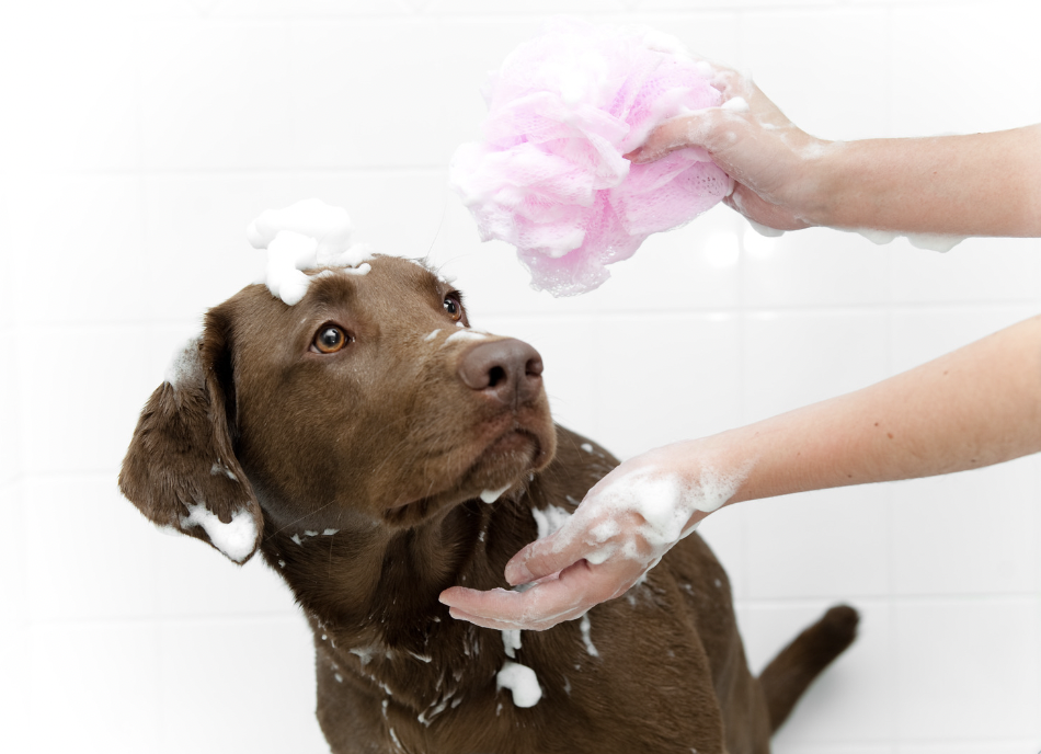 pitbull getting bath