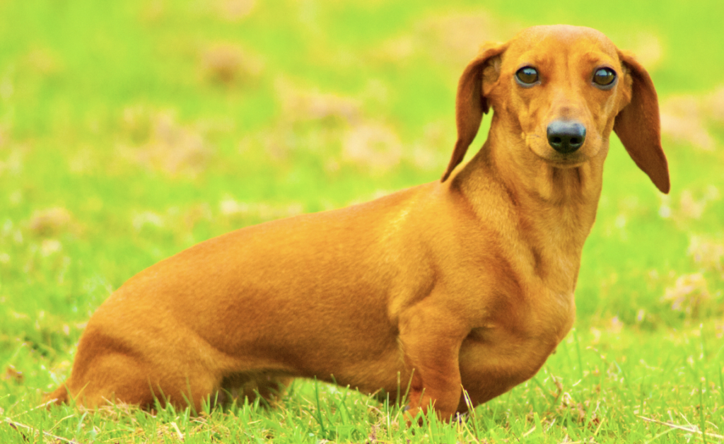 a Smooth-haired dachshund - Do Dachshunds Shed