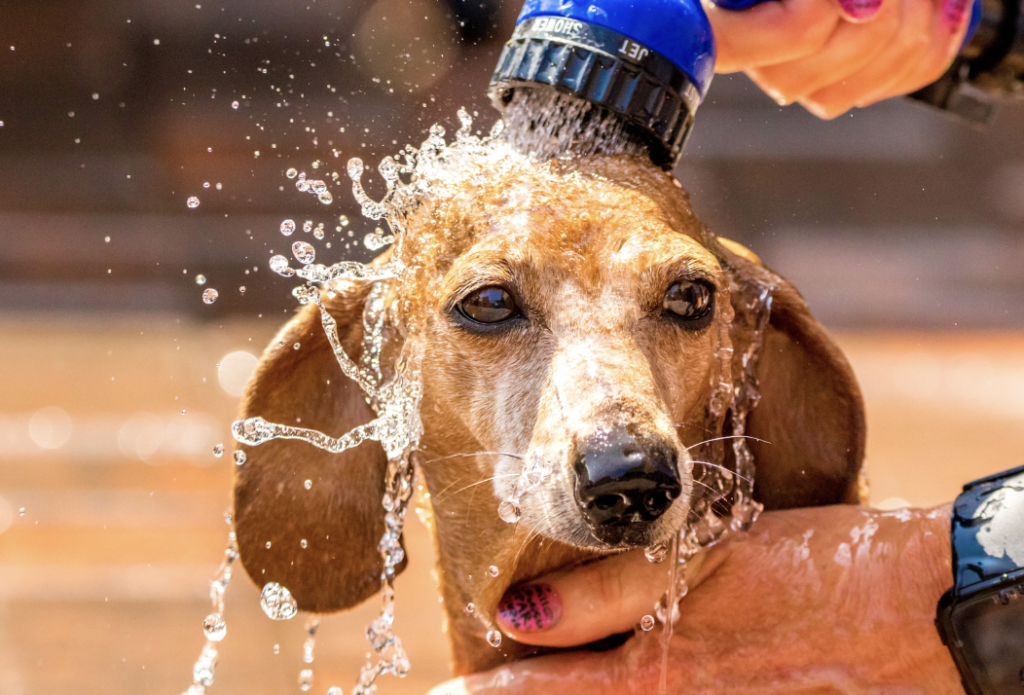 Dachshund taking a bath - do dachshunds shed