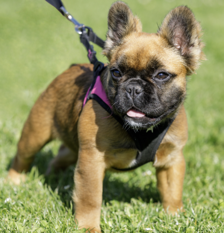 How to Manage French Bulldog Shedding Rocky Kanaka