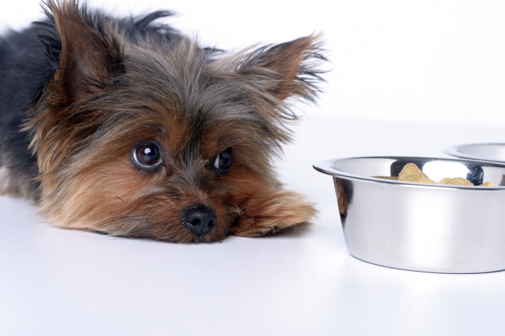 dog looking at his food bowl