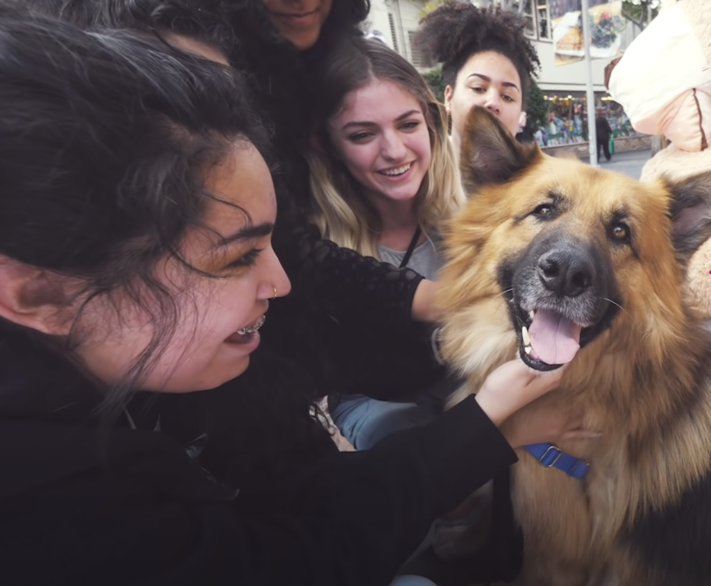 Herschel Captures the Heart of a Dog's Day Out Viewer
