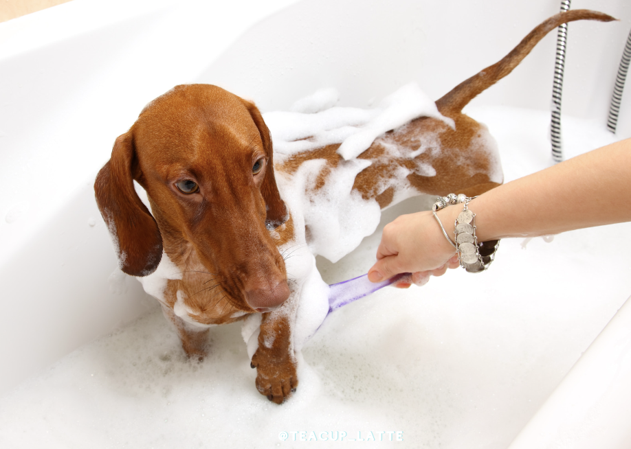 dachshund being washed