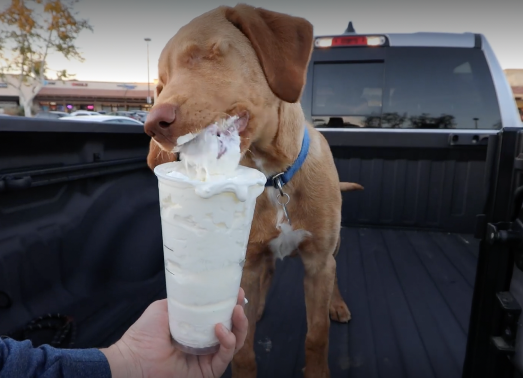 Blind Dog's Whipped Cream Obsession Captivates the Internet