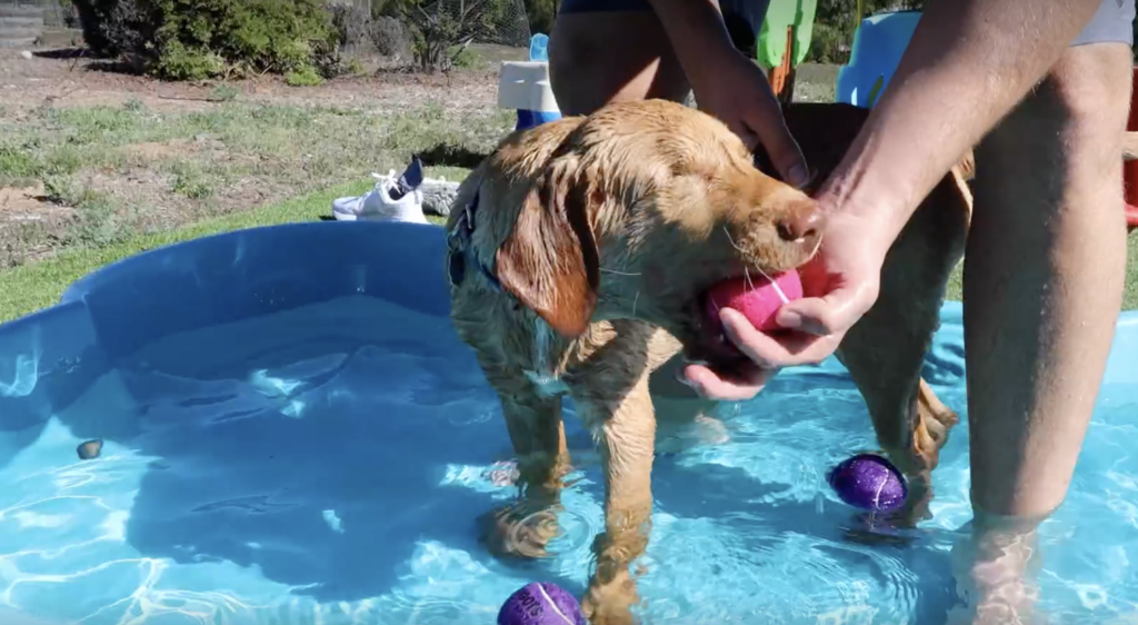 Blind Rescue Dog Willie Enjoys Day of Fun and Adventure