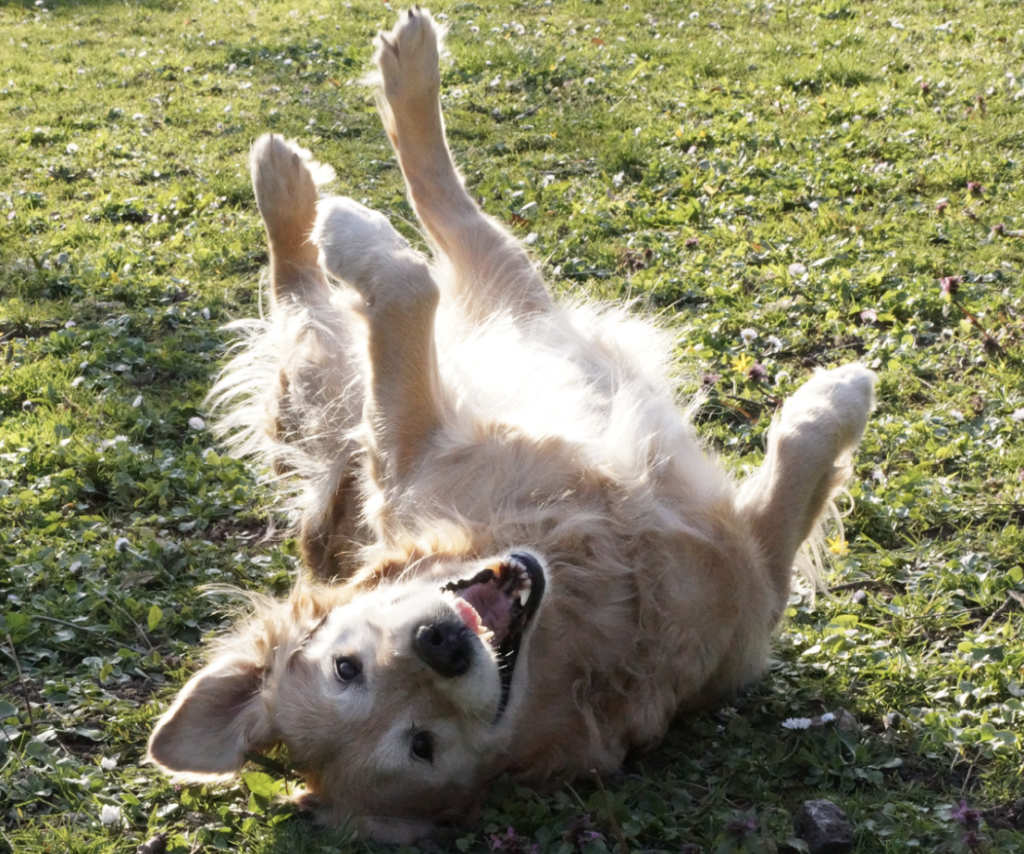 dog Rolling over