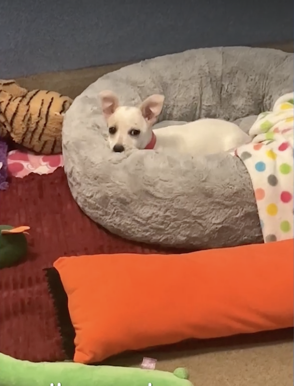 Cute Chihuahua put in shelter night drop
