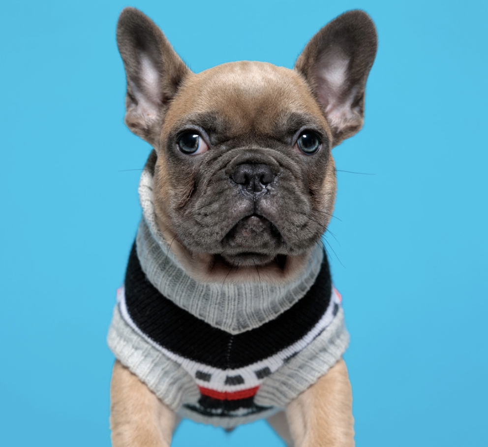 Frenchie wearing a cloth