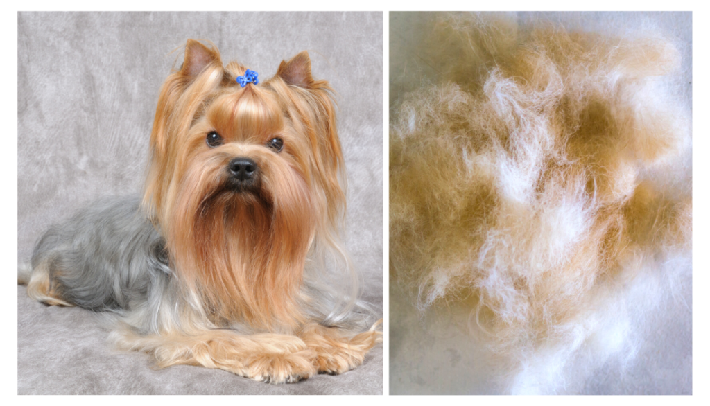 Do Yorkshire Terriers Shed?