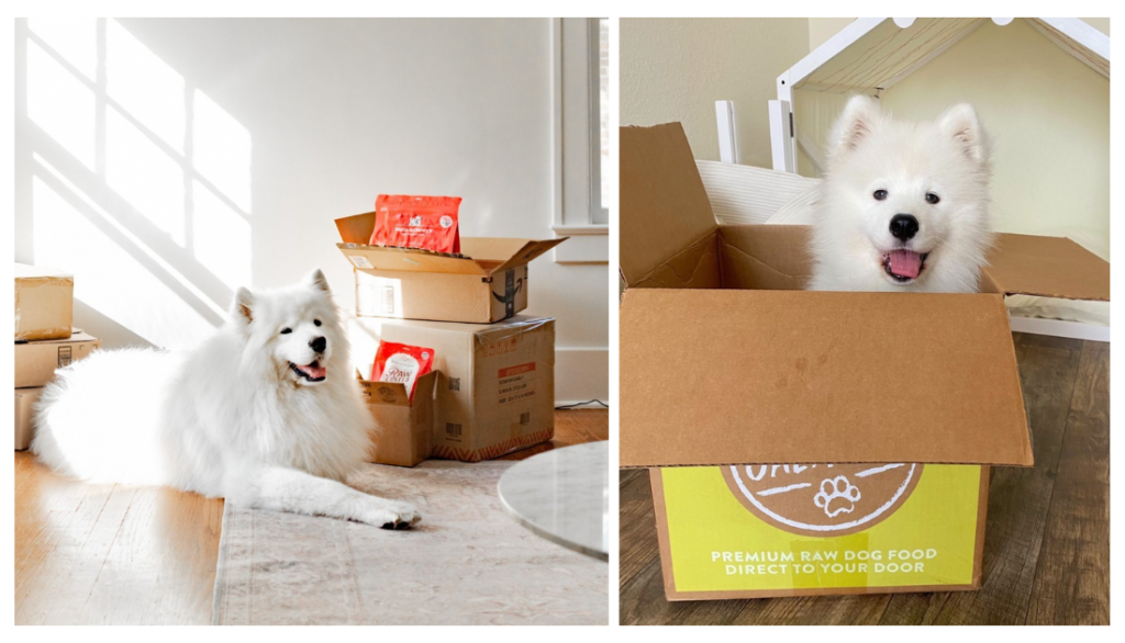 the Best Raw Dog Food Delivery Service