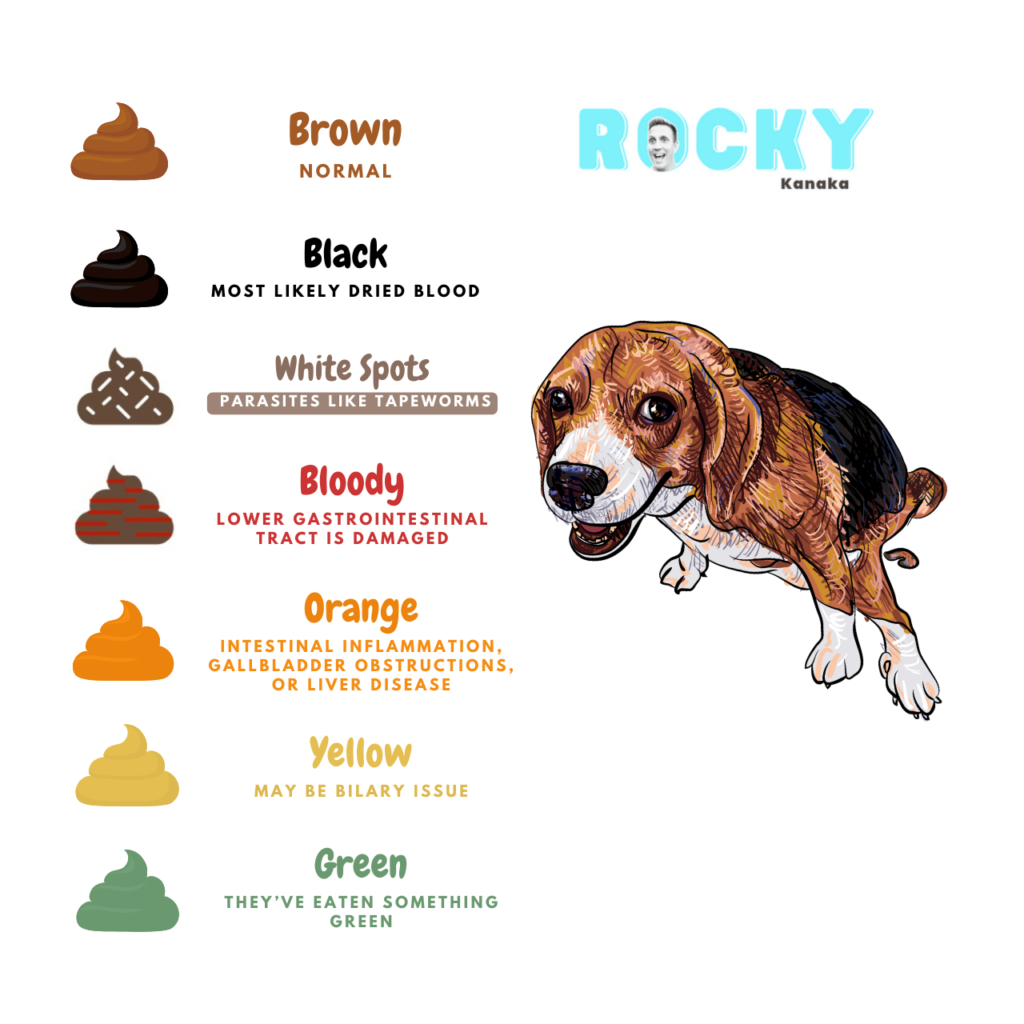 Dog Poop Color Chart With Pictures The Guide To What It 43 OFF