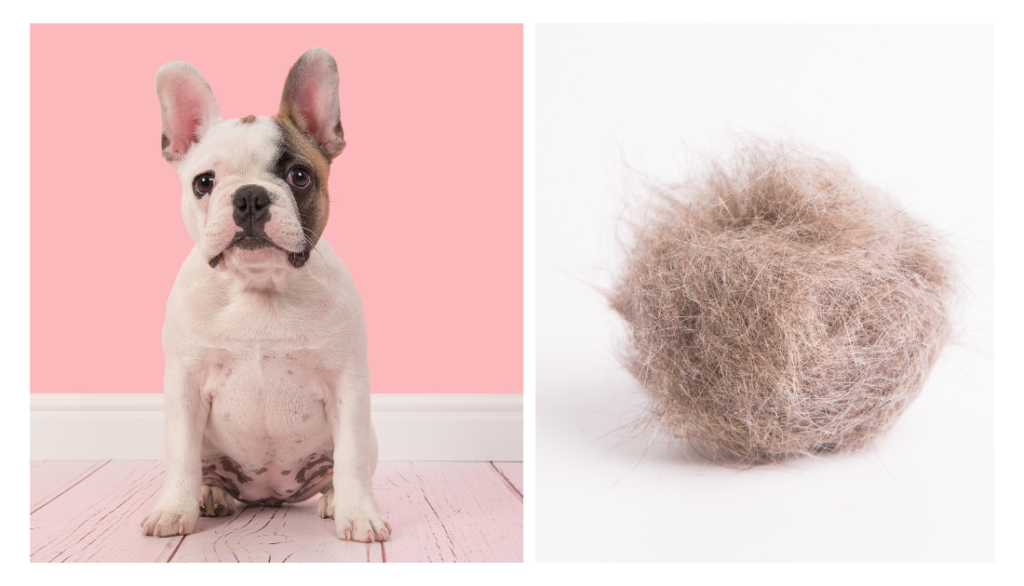 French bulldog hair hot sale shedding