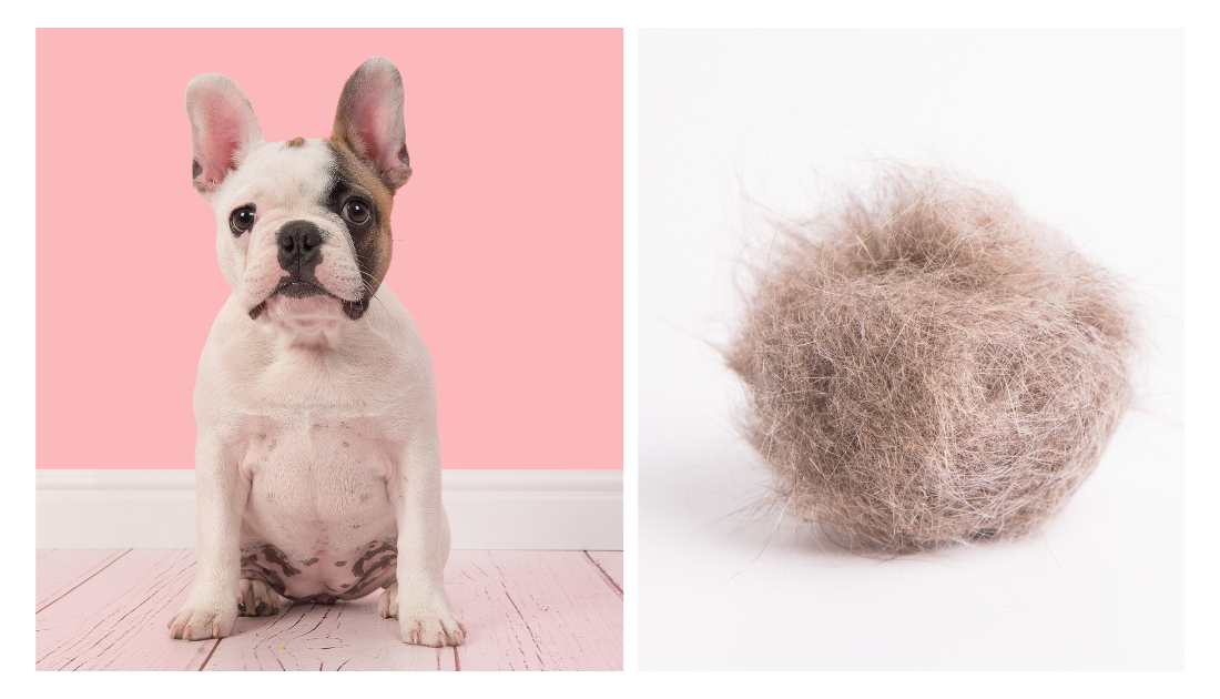 French bulldog shedding outlet brush