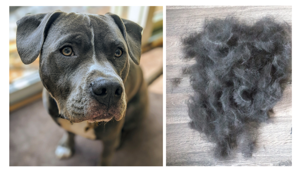 do pitbull shed hair?