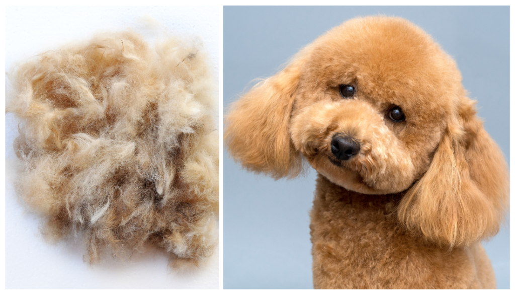 why do poodles lose their hair? 2
