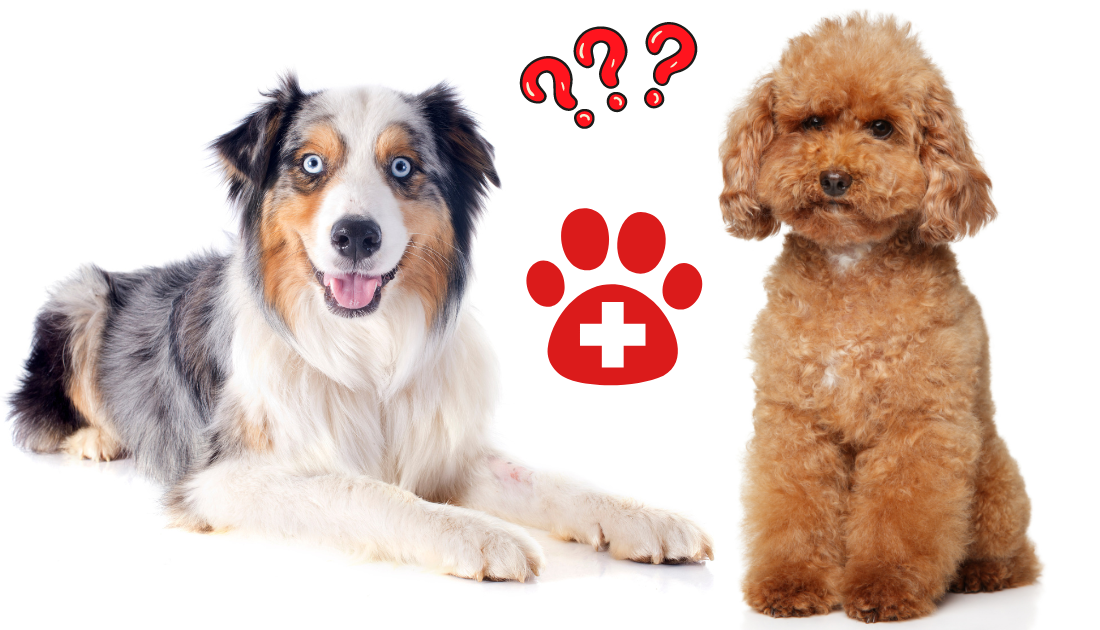 the Australian Shepherd and the Poodle