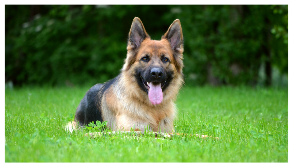 How Much Exercise Do German Shepherds Need to Thrive?
