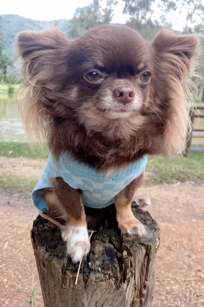 Long-Haired Chihuahua