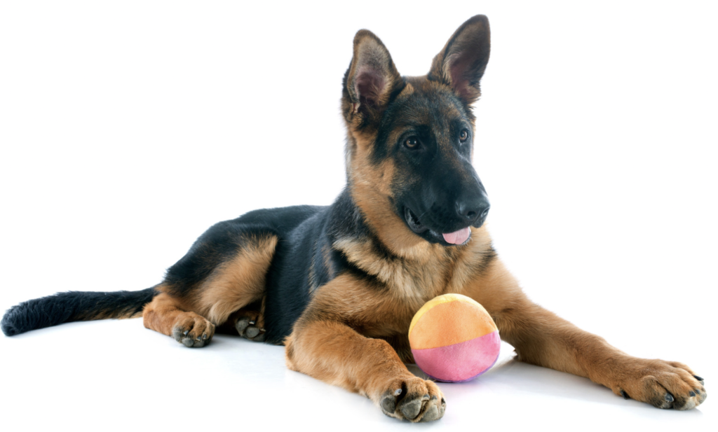How Much Mental Stimulation Does a German Shepherd Need?