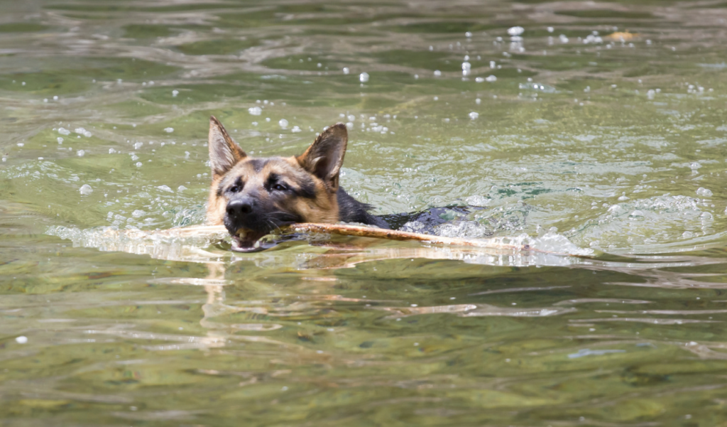 german shepherd swimming