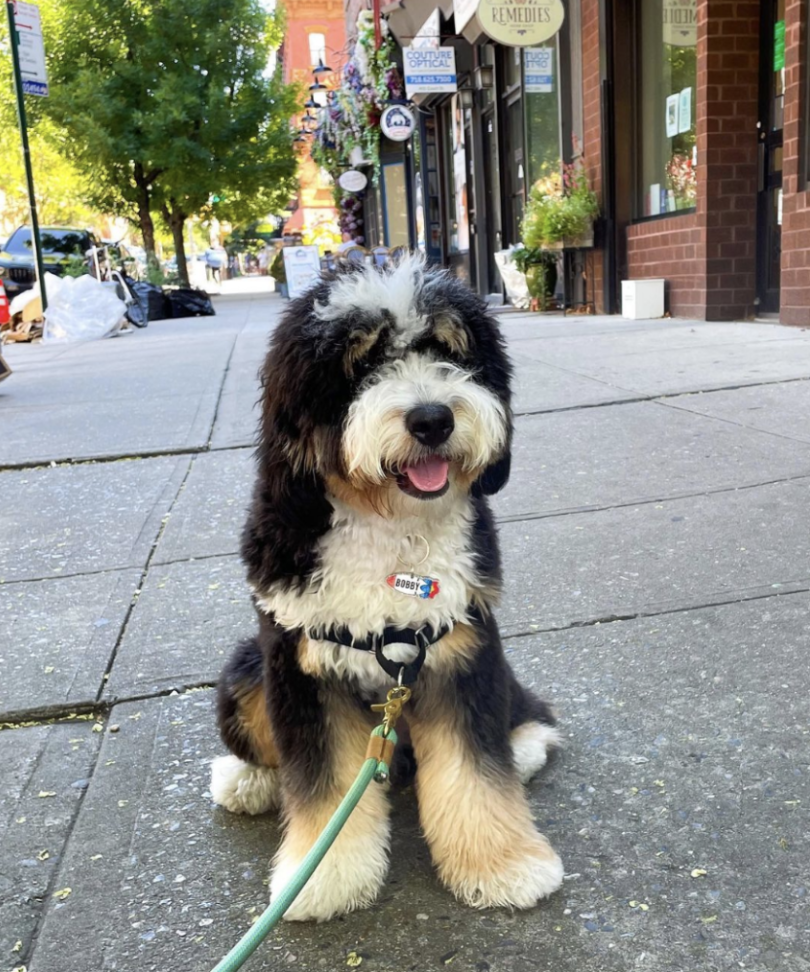 Bobby the bernedoodle