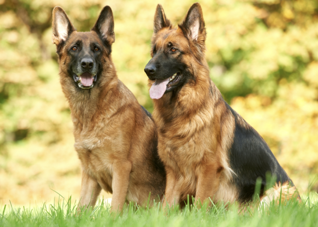 German Shepherd - Military Working Dogs