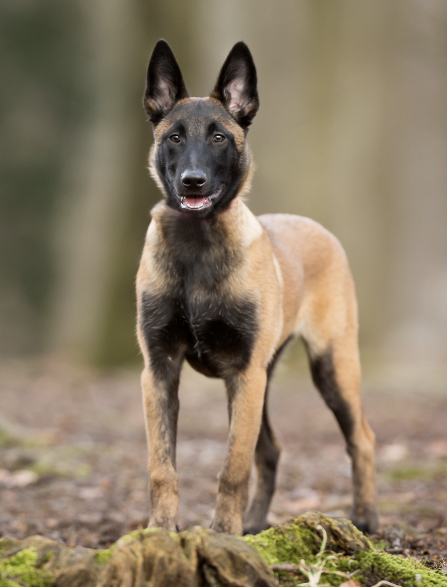 The Belgian Malinois - Military Working Dogs