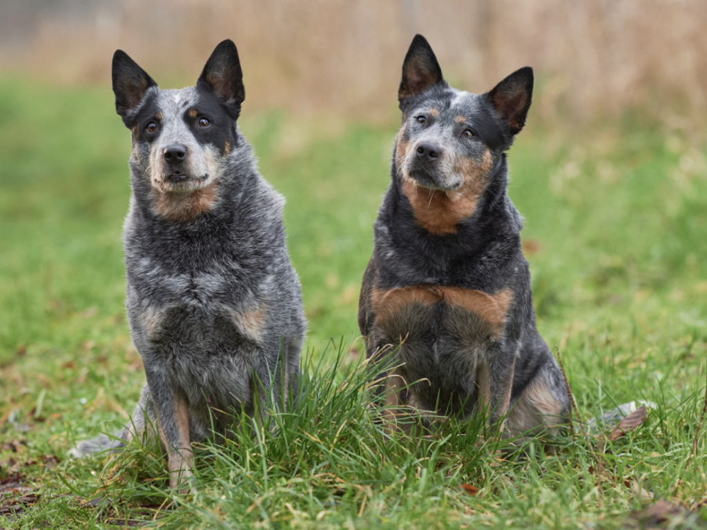 Australian Cattle Dog - Military Working Dogs